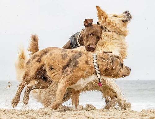 The in's and Out's of Fostering