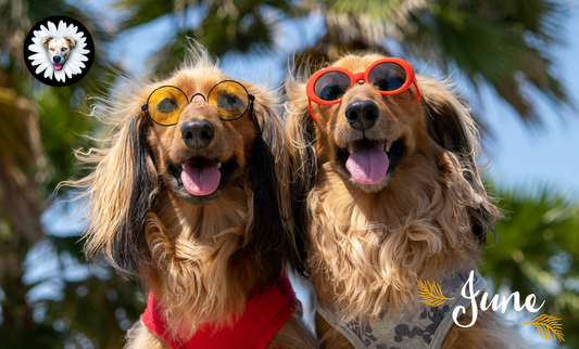🐾 June Dog Blog: Sunshine, Safety & Summer Fun! 🌞