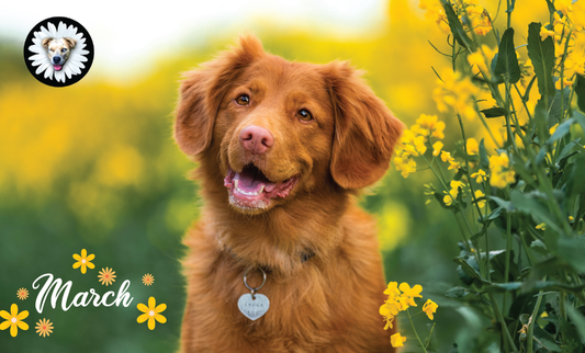 March Remedies: Pet Care Tips and Tricks for a Healthy Spring