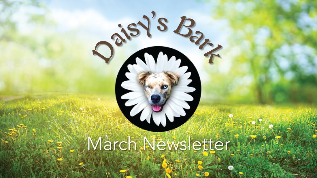 Daisy's Bark: March Newsletter