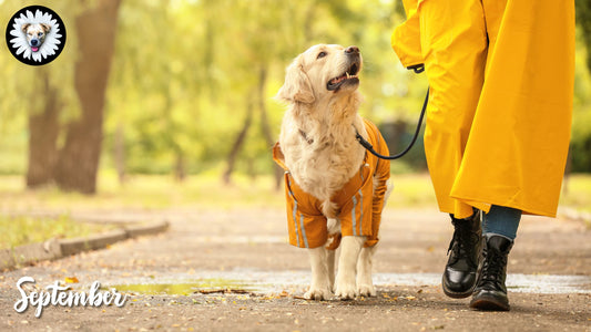 September Strolls: Preparing Your Pup for Fall with Daisy's Dog Collars