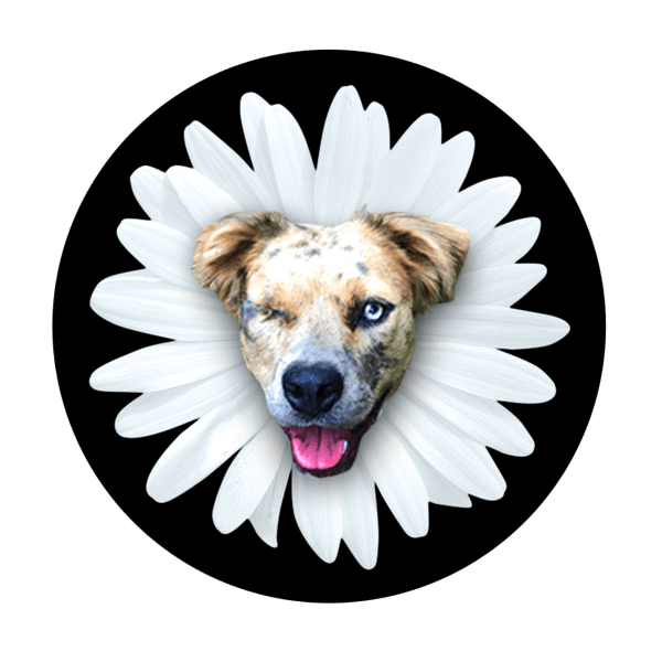 DaisysDogCollars