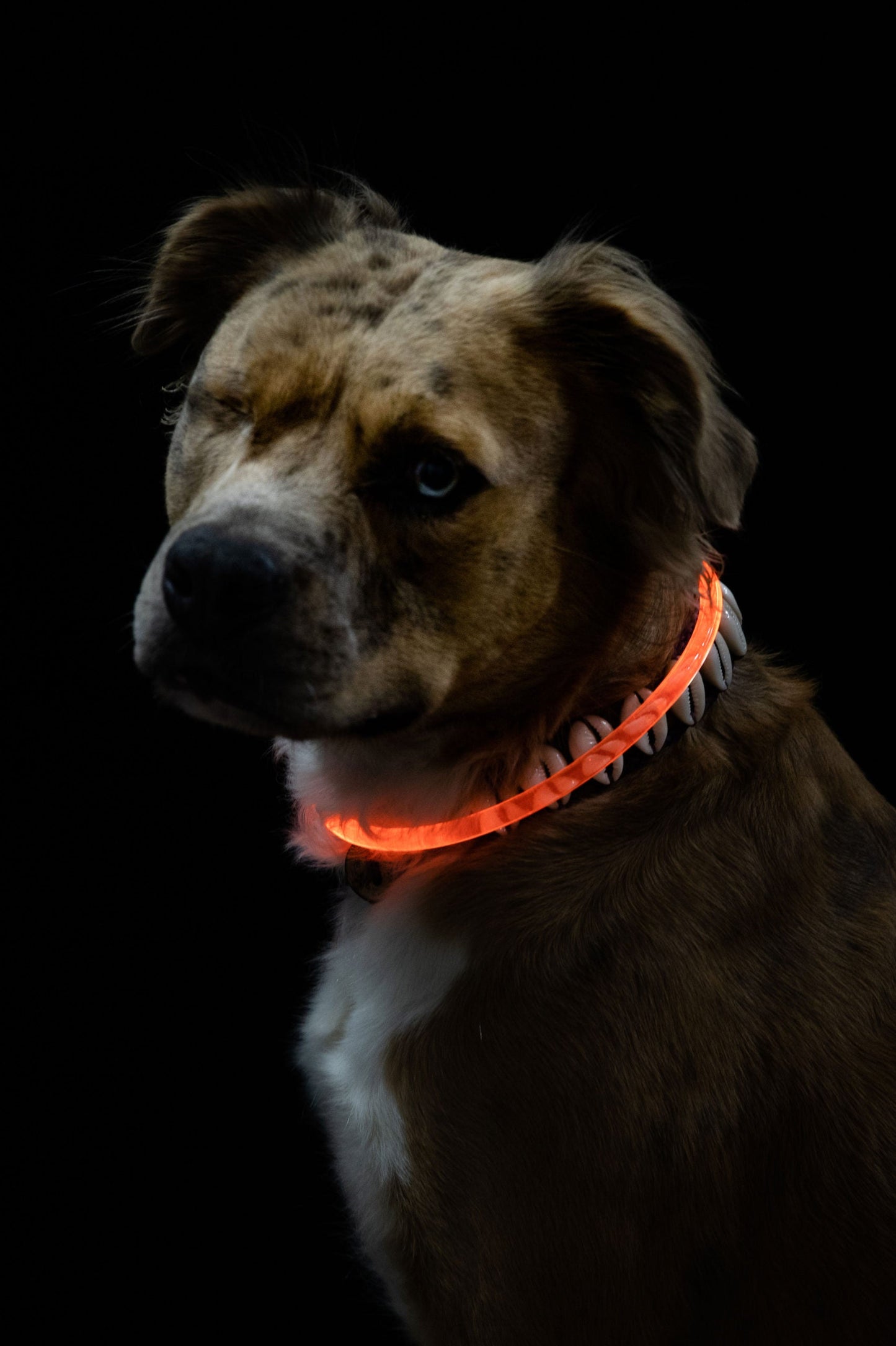 Safety Glow Collars
