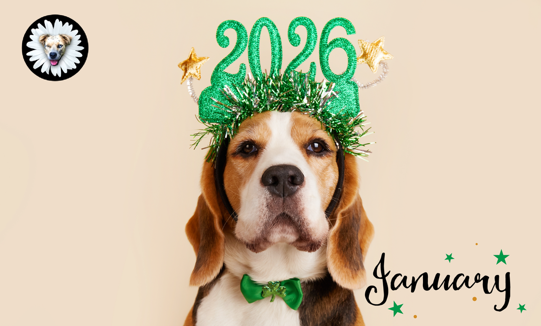 January: A Fresh Start for You and Your Dog 🐶✨