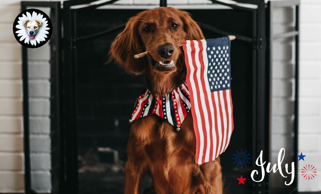 Stars, Stripes, and Summer Paws
