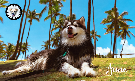 June Adventures: Sun, Sand, and Wagging Tails