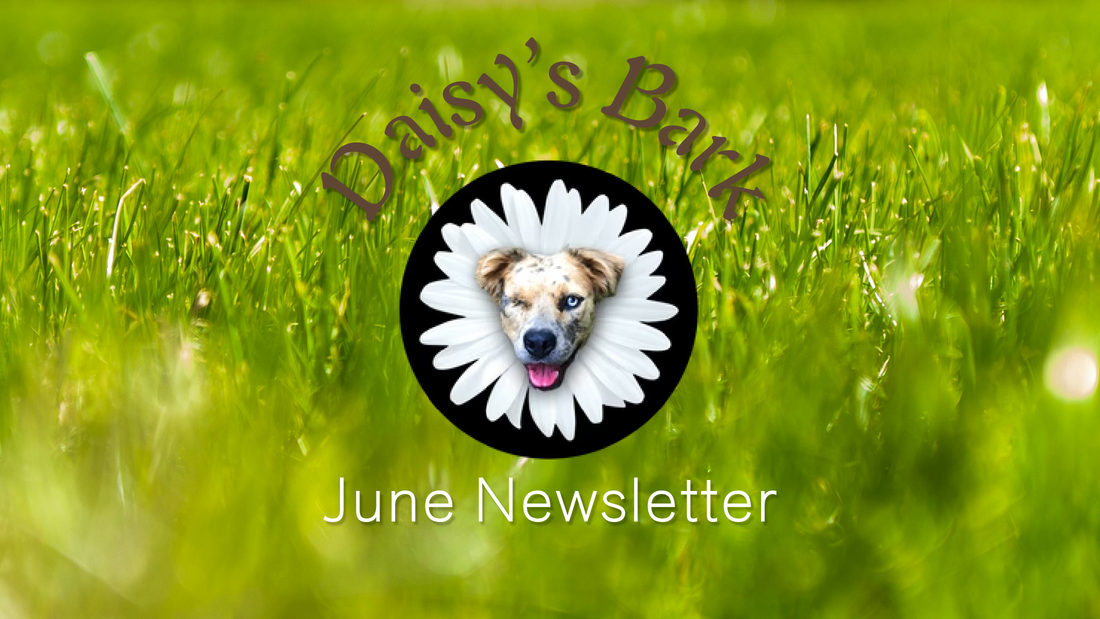 Daisy's Bark - June Newsletter