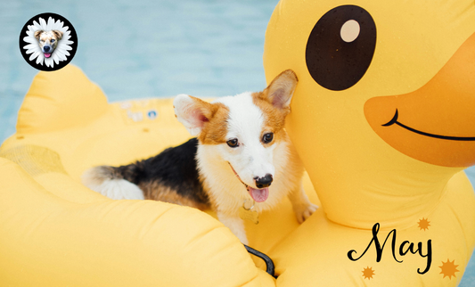 🌼 May Days & Wagging Tails: Making the Most of Spring with Your Dog