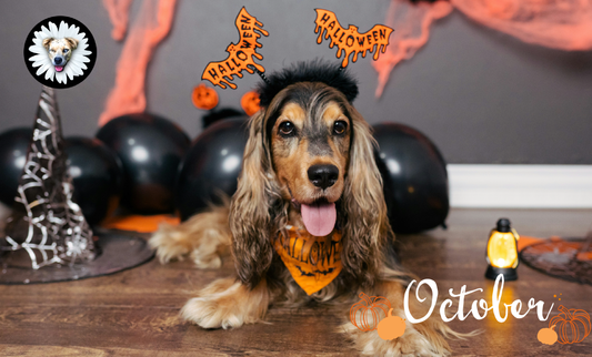 🍂🐾 October Adventures: Fall Fun with Your Best Friend
