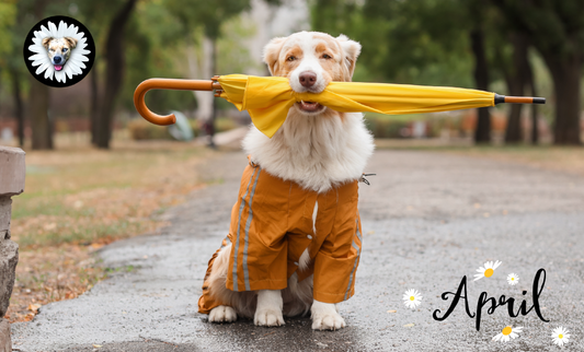 April Showers Bring… Muddy Paws & Happy Hearts 🐾🌷