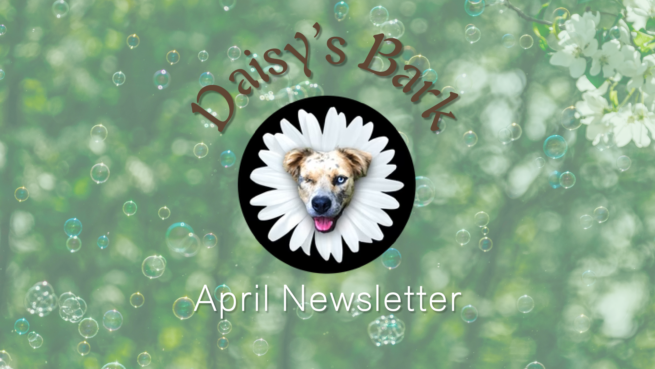Daisy's Bark - April Newsletter – DaisysDogCollars