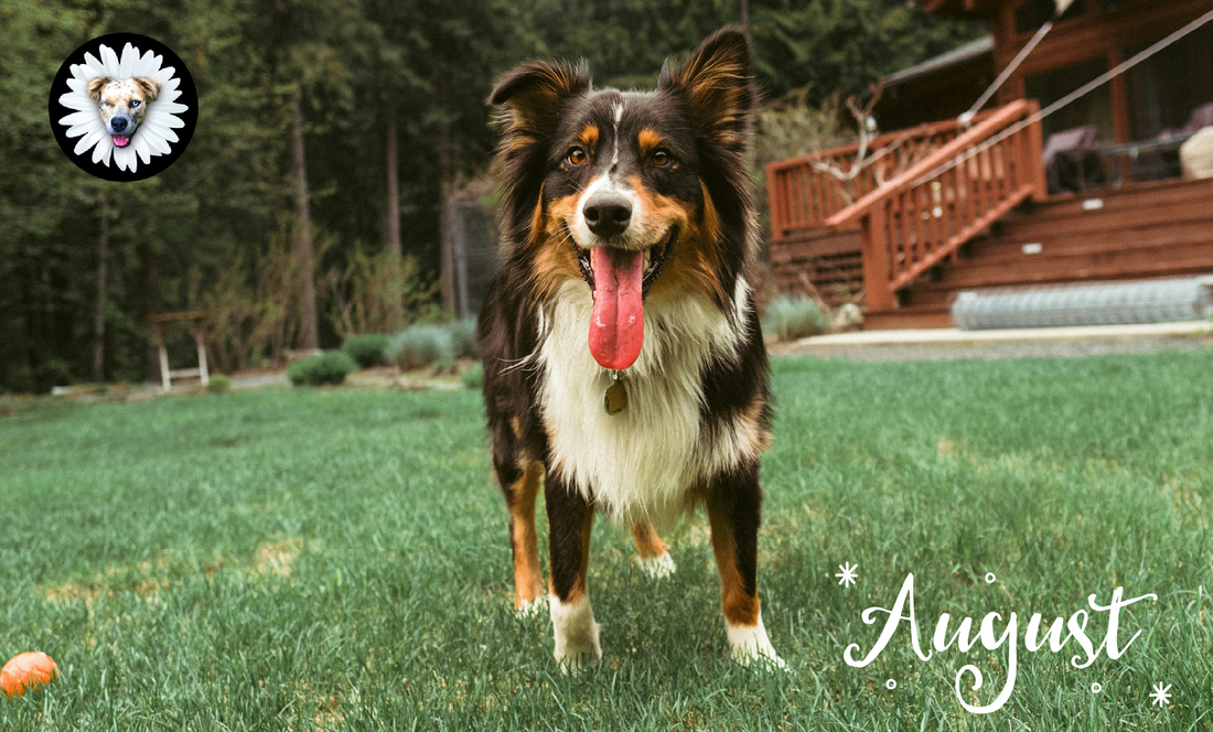 Is Your Dog Itching More This Summer? It Could Be Allergies!