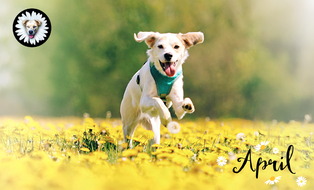 Best in Breeds; Which Is Right For You