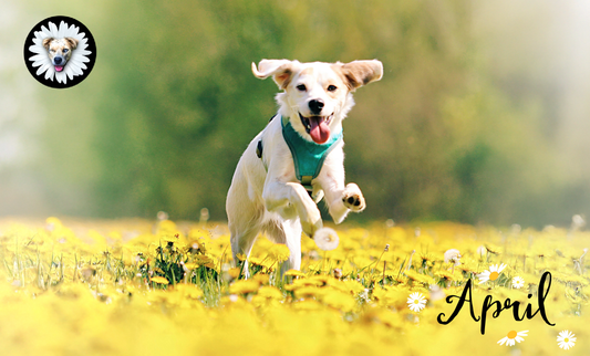 Best in Breeds; Which Is Right For You