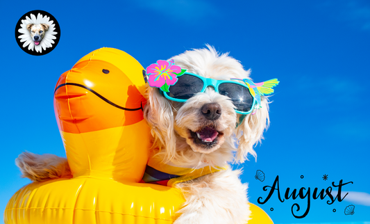 Dog Days of Summer: Keep Cool & Wag On!