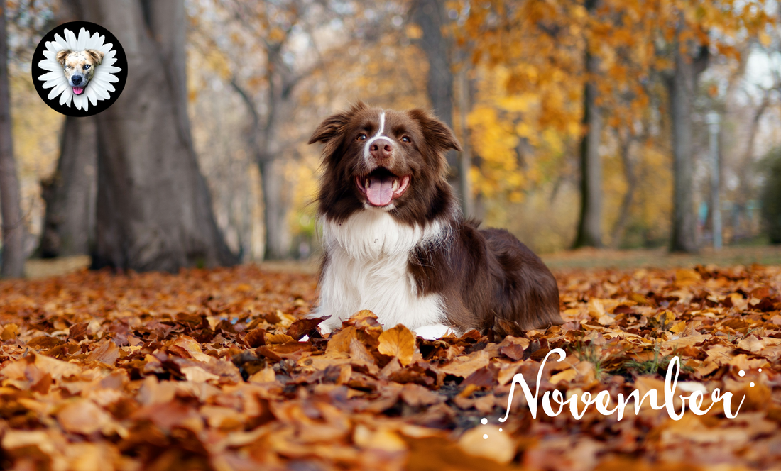 🐾 Thankful for Our Dogs — Cozy Moments and Cold-Weather Care