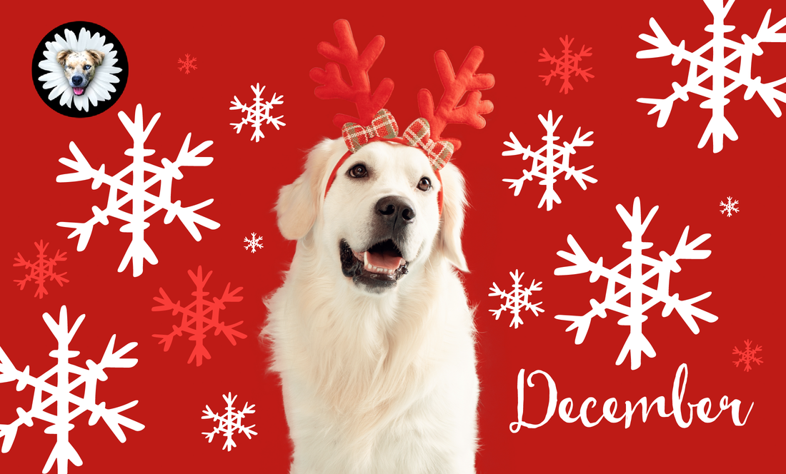 December Dog Blog: Cozy Moments, Holiday Magic & Winter Safety