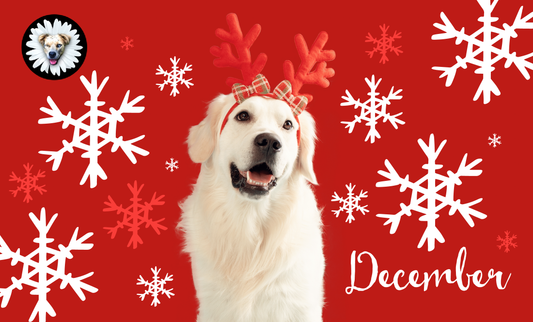 December Dog Blog: Cozy Moments, Holiday Magic & Winter Safety