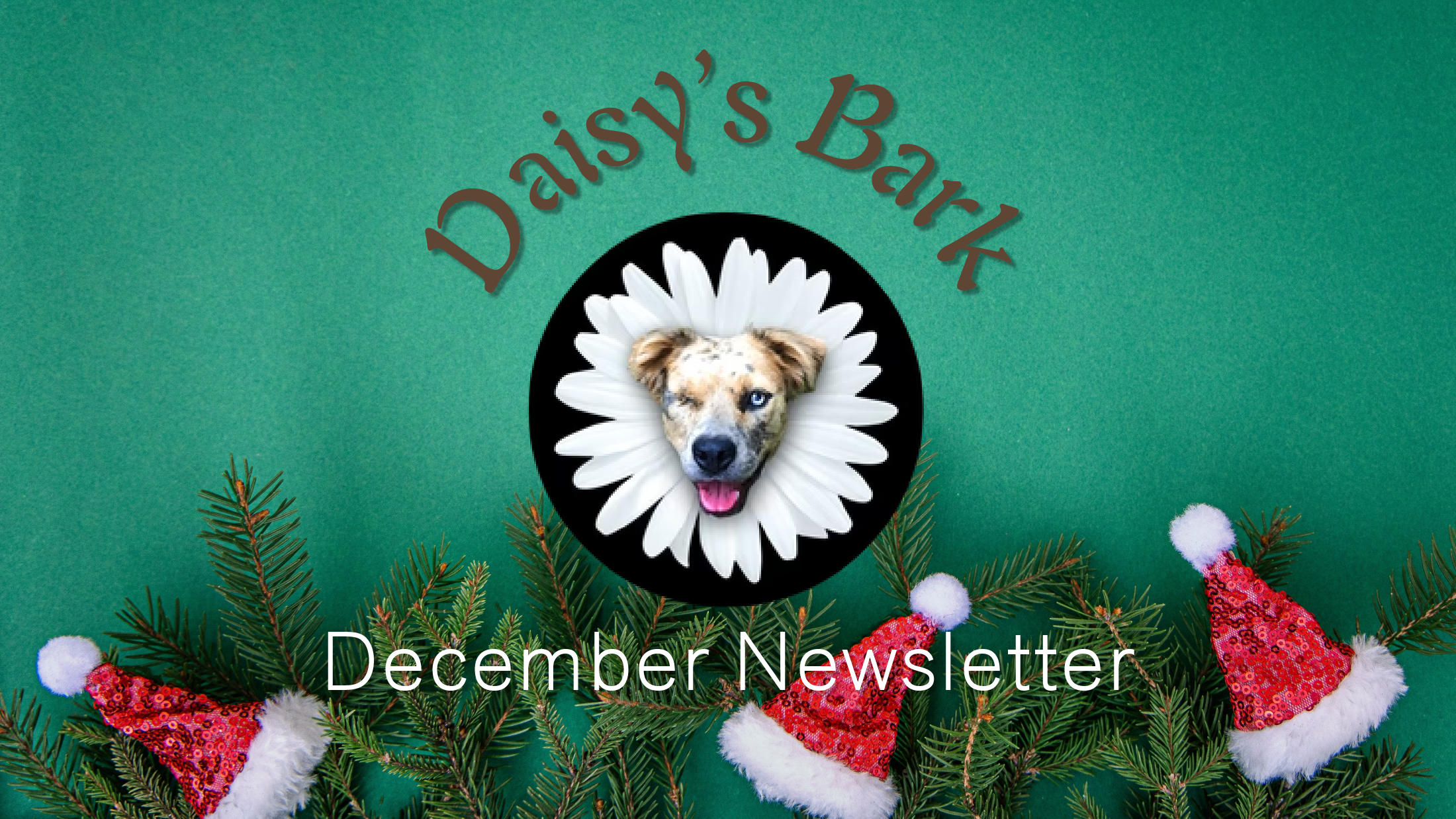 Daisy Sys Daisy's Bark - December's Newsletter – DaisysDogCollars
