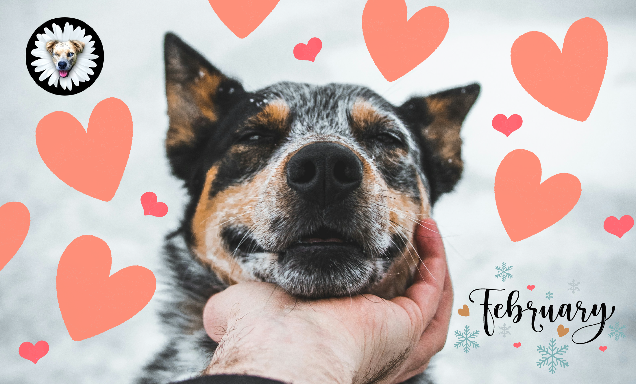 Dogs In February February: A Month of Love and Wagging Tails – Celebrating Your Pup thi ...