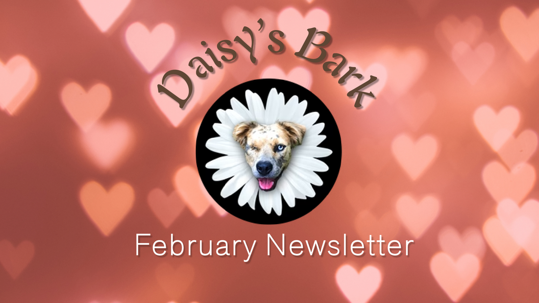 Daisy's Bark: February Newsletter