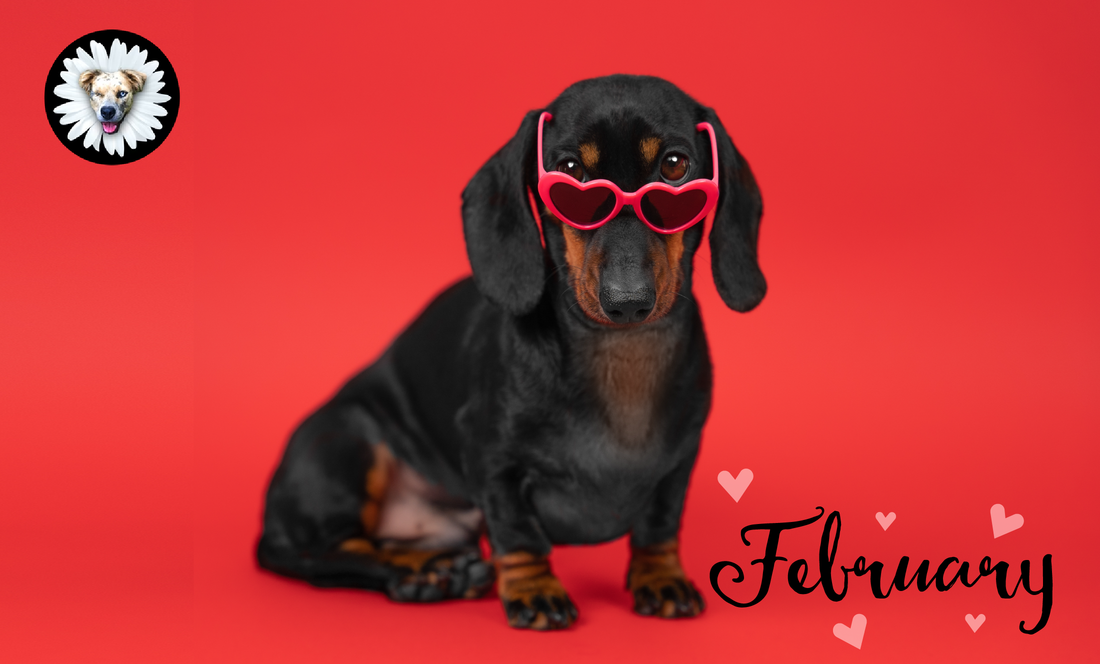 February Is for Puppy Love 💖🐶