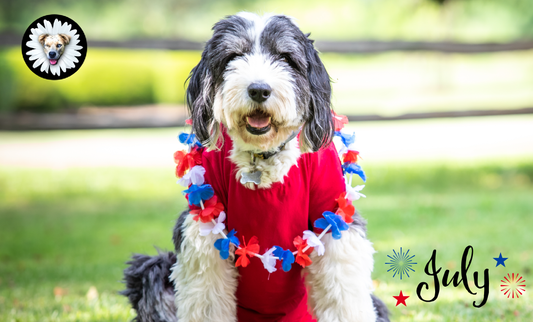Dog Days of July: Keeping Cool & Staying Safe