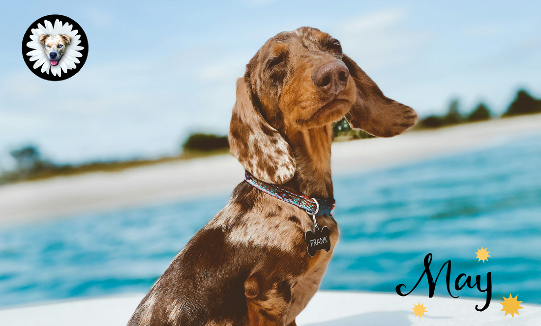Pawsitively Spring: How to Keep Your Pet Happy and Healthy This May