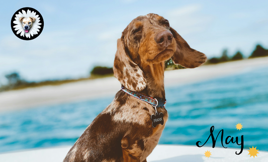 Pawsitively Spring: How to Keep Your Pet Happy and Healthy This May