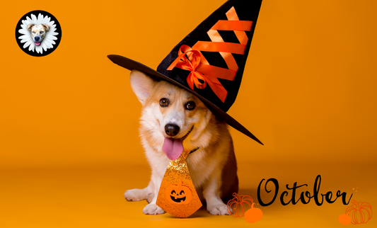 October Paws & Pumpkins: Fun Fall Tips for Your Pup 🎃🐾