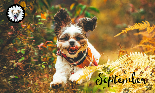 Paws-itively Autumn: Tips, Treats & Fun Fall Ideas for Your Pup 🍂🐾