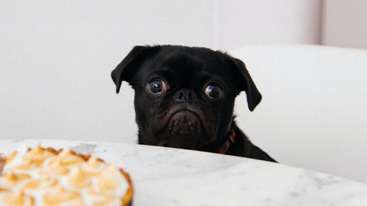 Safest Thanksgiving Meals for Dogs