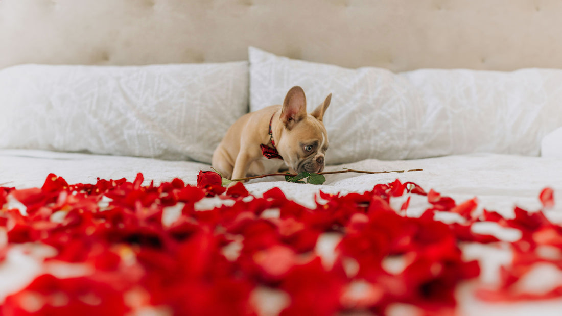 Daisy's Bark - February Newsletter