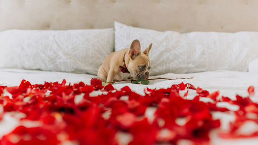 Daisy's Bark - February Newsletter