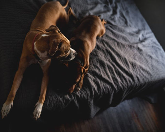 The Best Way to Calm Dogs During Fireworks