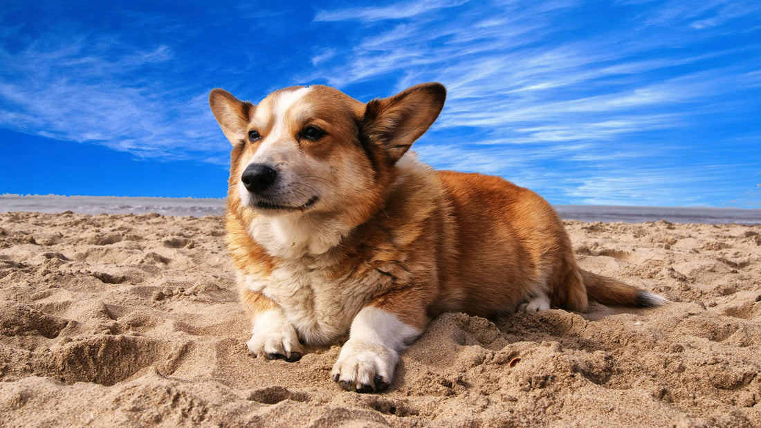 Summer Fun with Your Furry Friend: June Tips from Daisy's Dog Collars